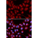 Immunofluorescence - IL16 Antibody from Signalway Antibody (32422) - Antibodies.com