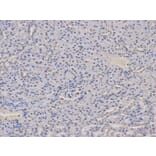 Immunohistochemistry - AIRE Antibody from Signalway Antibody (32424) - Antibodies.com