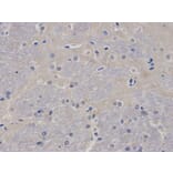 Immunohistochemistry - AIRE Antibody from Signalway Antibody (32424) - Antibodies.com