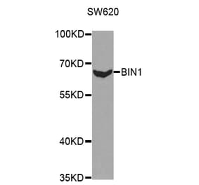 Western blot - BIN1 Antibody from Signalway Antibody (32436) - Antibodies.com
