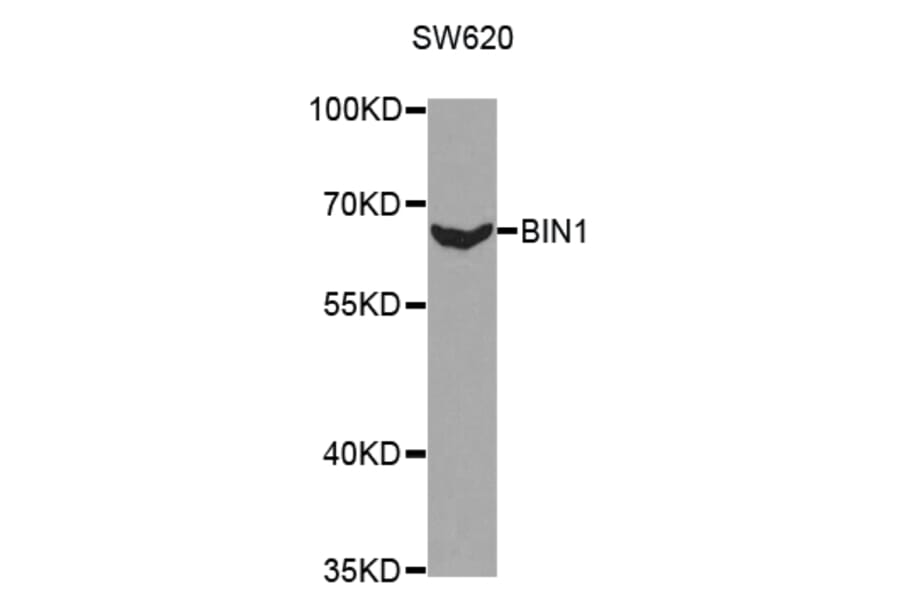 Western blot - BIN1 Antibody from Signalway Antibody (32436) - Antibodies.com