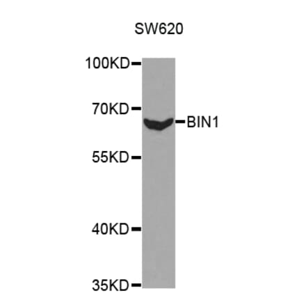 Western blot - BIN1 Antibody from Signalway Antibody (32436) - Antibodies.com