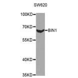 Western blot - BIN1 Antibody from Signalway Antibody (32436) - Antibodies.com