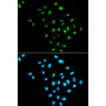 Immunofluorescence - EIF6 Antibody from Signalway Antibody (32448) - Antibodies.com