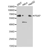 Western blot - PSAP Antibody from Signalway Antibody (32449) - Antibodies.com