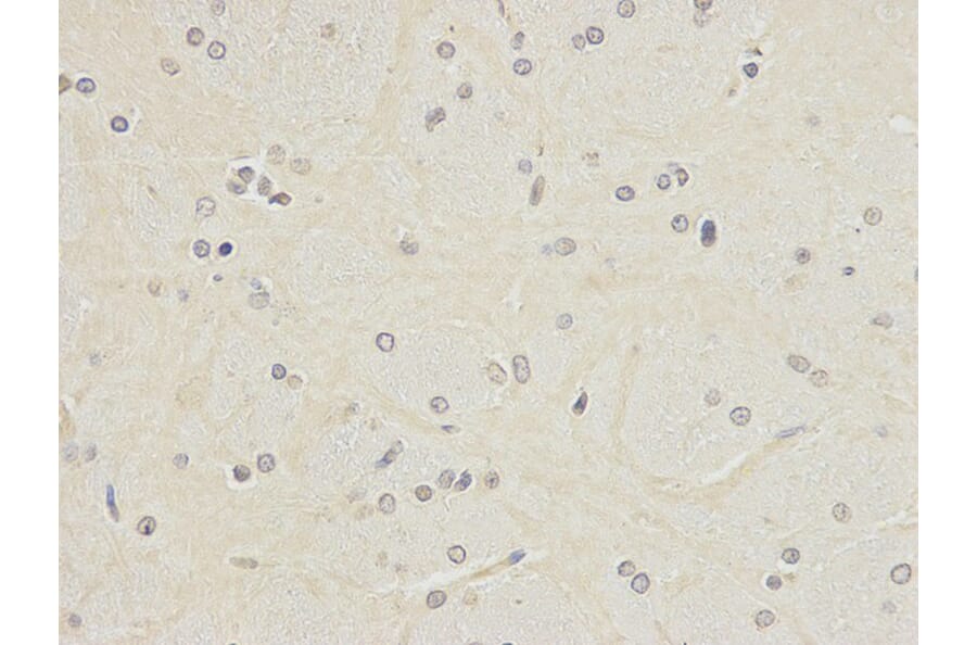 Immunohistochemistry - POLH Antibody from Signalway Antibody (32458) - Antibodies.com