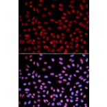 Immunofluorescence - POLH Antibody from Signalway Antibody (32458) - Antibodies.com