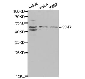 Western blot - CD47 Antibody from Signalway Antibody (32461) - Antibodies.com