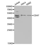Western blot - CD47 Antibody from Signalway Antibody (32461) - Antibodies.com