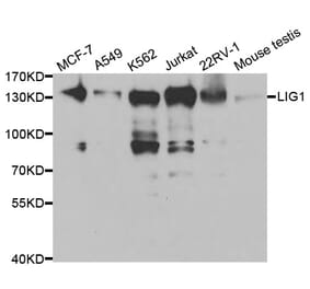 Western blot - LIG1 Antibody from Signalway Antibody (32474) - Antibodies.com