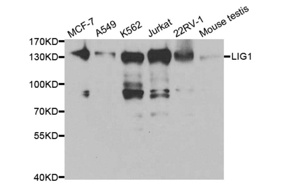 Western blot - LIG1 Antibody from Signalway Antibody (32474) - Antibodies.com