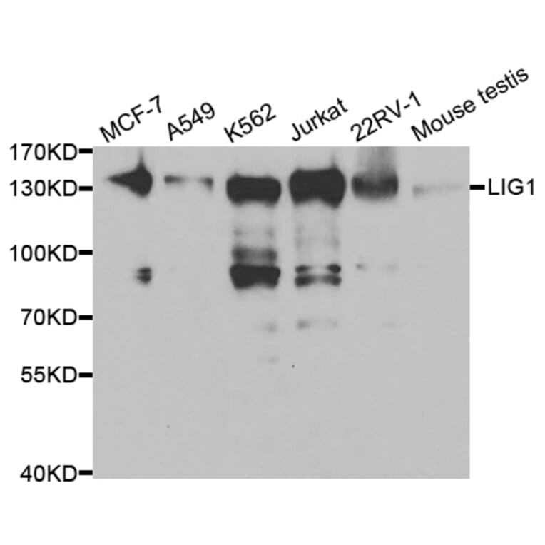 Western blot - LIG1 Antibody from Signalway Antibody (32474) - Antibodies.com