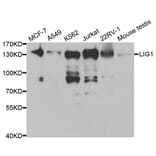 Western blot - LIG1 Antibody from Signalway Antibody (32474) - Antibodies.com