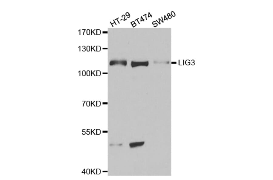 Western blot - LIG3 Antibody from Signalway Antibody (32487) - Antibodies.com