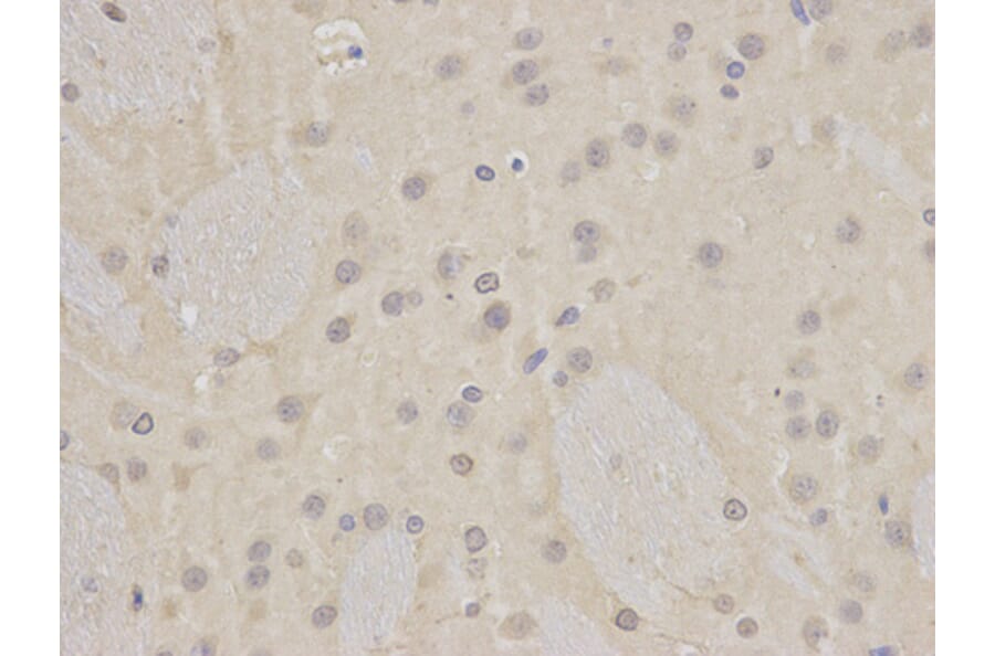 Immunohistochemistry - LIG3 Antibody from Signalway Antibody (32487) - Antibodies.com