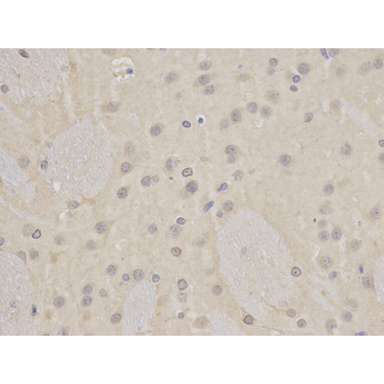 Immunohistochemistry - LIG3 Antibody from Signalway Antibody (32487) - Antibodies.com