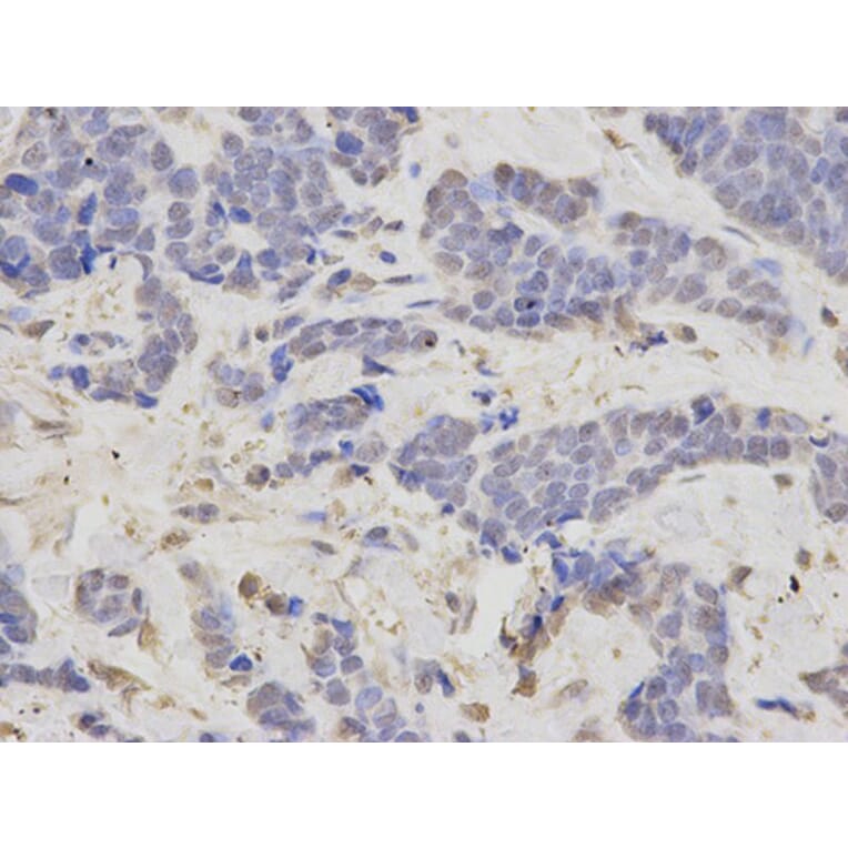 Immunohistochemistry - LIG3 Antibody from Signalway Antibody (32487) - Antibodies.com