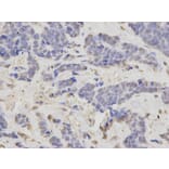 Immunohistochemistry - LIG3 Antibody from Signalway Antibody (32487) - Antibodies.com