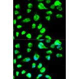 Immunofluorescence - LIG3 Antibody from Signalway Antibody (32487) - Antibodies.com