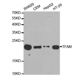 Western blot - TFAM Antibody from Signalway Antibody (32501) - Antibodies.com