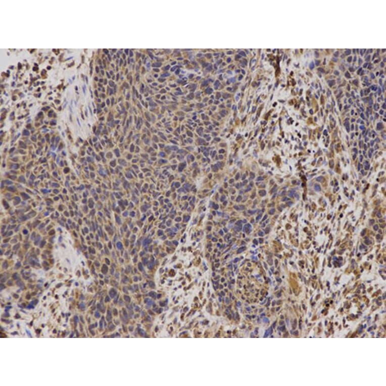 Immunohistochemistry - TFAM Antibody from Signalway Antibody (32501) - Antibodies.com