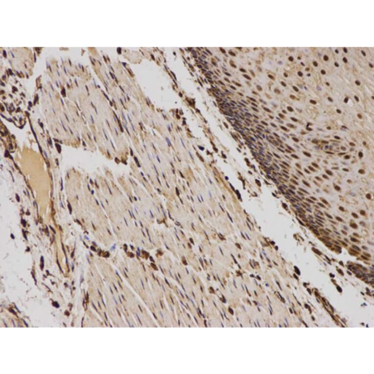 Immunohistochemistry - TFAM Antibody from Signalway Antibody (32501) - Antibodies.com