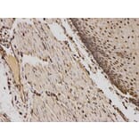 Immunohistochemistry - TFAM Antibody from Signalway Antibody (32501) - Antibodies.com
