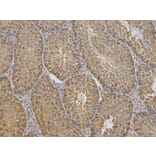 Immunohistochemistry - TCP1 Antibody from Signalway Antibody (32517) - Antibodies.com