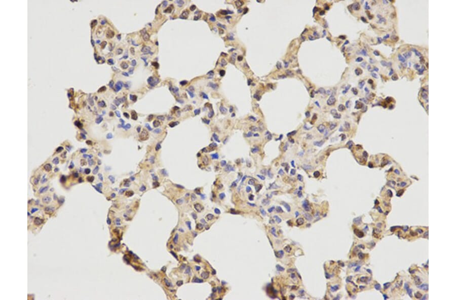 Immunohistochemistry - MCM6 Antibody from Signalway Antibody (32519) - Antibodies.com