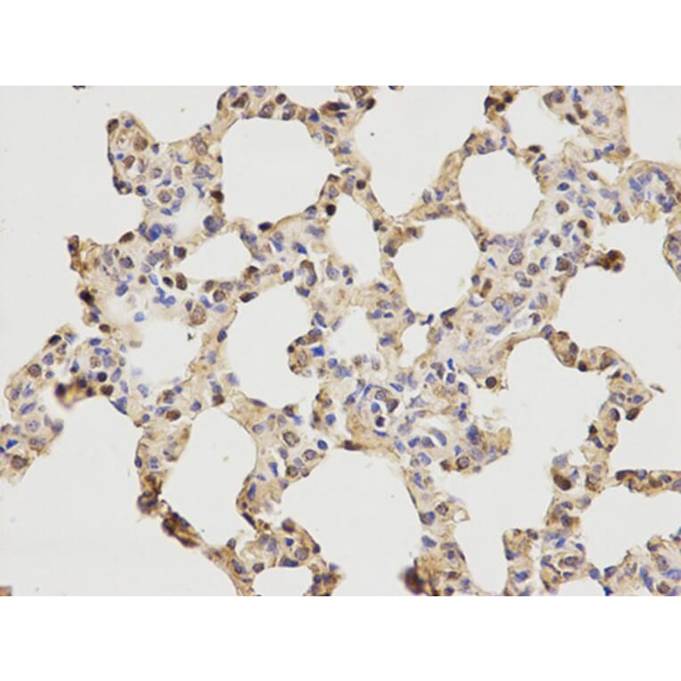 Immunohistochemistry - MCM6 Antibody from Signalway Antibody (32519) - Antibodies.com