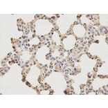 Immunohistochemistry - MCM6 Antibody from Signalway Antibody (32519) - Antibodies.com