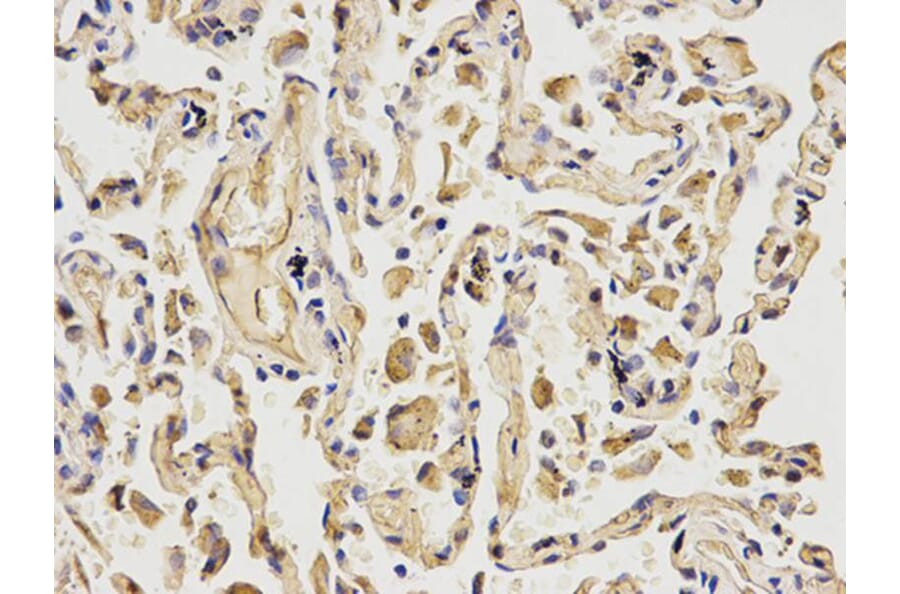 Immunohistochemistry - MCM6 Antibody from Signalway Antibody (32519) - Antibodies.com