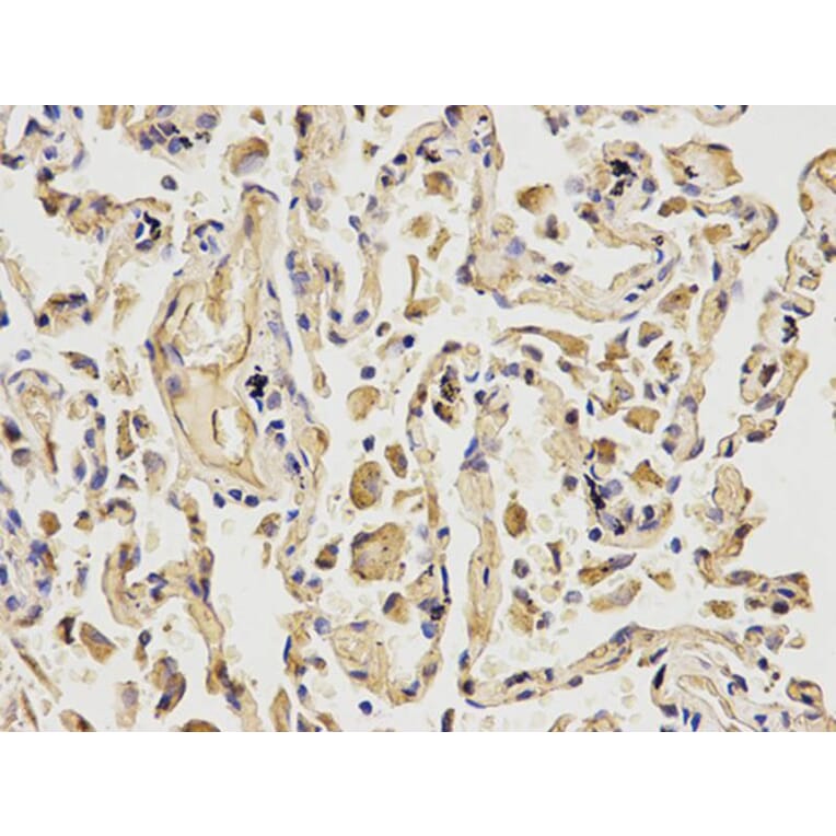 Immunohistochemistry - MCM6 Antibody from Signalway Antibody (32519) - Antibodies.com