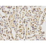 Immunohistochemistry - MCM6 Antibody from Signalway Antibody (32519) - Antibodies.com