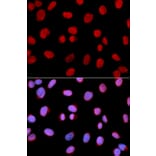 Immunofluorescence - MCM6 Antibody from Signalway Antibody (32519) - Antibodies.com