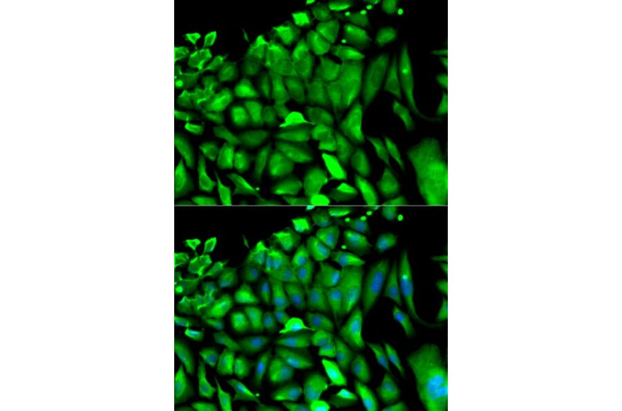 Immunofluorescence - PGK1 Antibody from Signalway Antibody (32524) - Antibodies.com