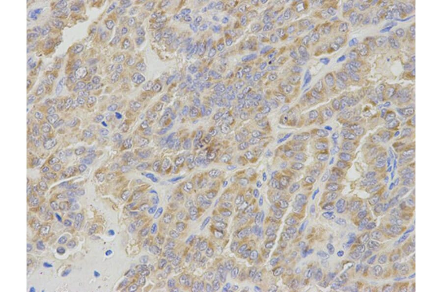 Immunohistochemistry - IPO5 Antibody from Signalway Antibody (32535) - Antibodies.com