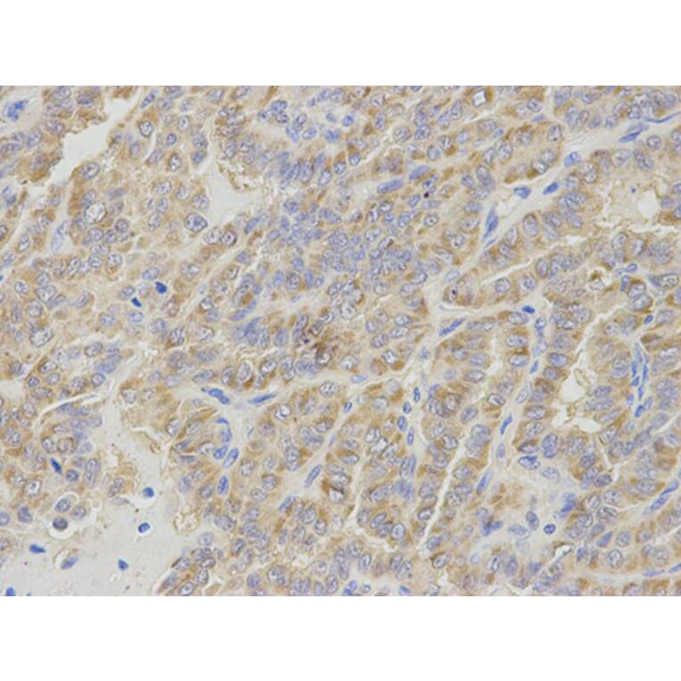 Immunohistochemistry - IPO5 Antibody from Signalway Antibody (32535) - Antibodies.com