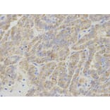 Immunohistochemistry - IPO5 Antibody from Signalway Antibody (32535) - Antibodies.com