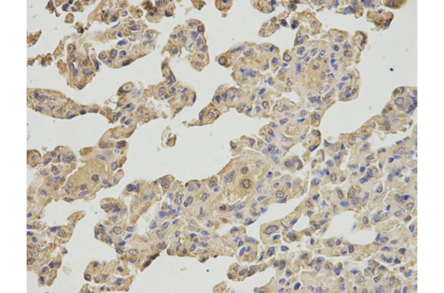 Immunohistochemistry - IPO5 Antibody from Signalway Antibody (32535) - Antibodies.com
