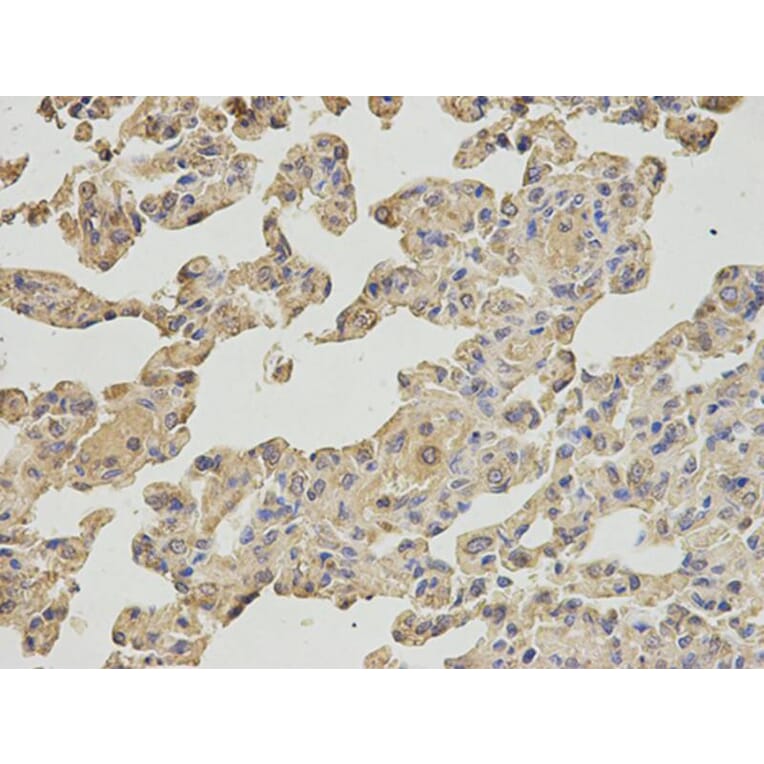 Immunohistochemistry - IPO5 Antibody from Signalway Antibody (32535) - Antibodies.com
