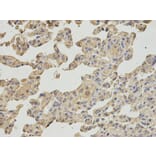Immunohistochemistry - IPO5 Antibody from Signalway Antibody (32535) - Antibodies.com