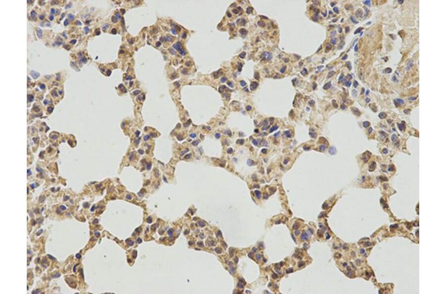 Immunohistochemistry - IPO5 Antibody from Signalway Antibody (32535) - Antibodies.com