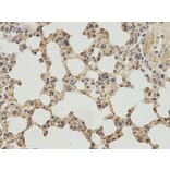 Immunohistochemistry - IPO5 Antibody from Signalway Antibody (32535) - Antibodies.com