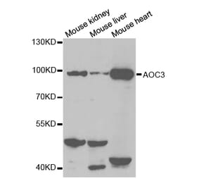 Western blot - AOC3 Antibody from Signalway Antibody (32546) - Antibodies.com