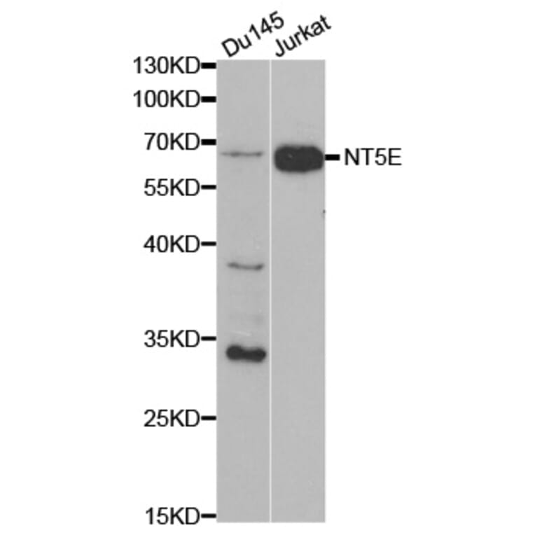 Western blot - NT5E Antibody from Signalway Antibody (32559) - Antibodies.com
