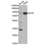 Western blot - NT5E Antibody from Signalway Antibody (32559) - Antibodies.com