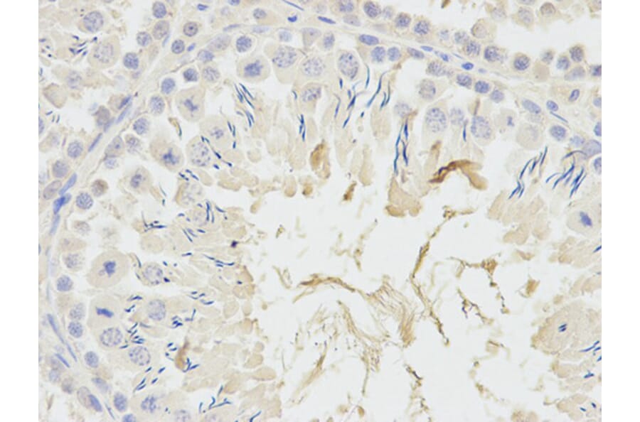 Immunohistochemistry - ADH5 Antibody from Signalway Antibody (32568) - Antibodies.com