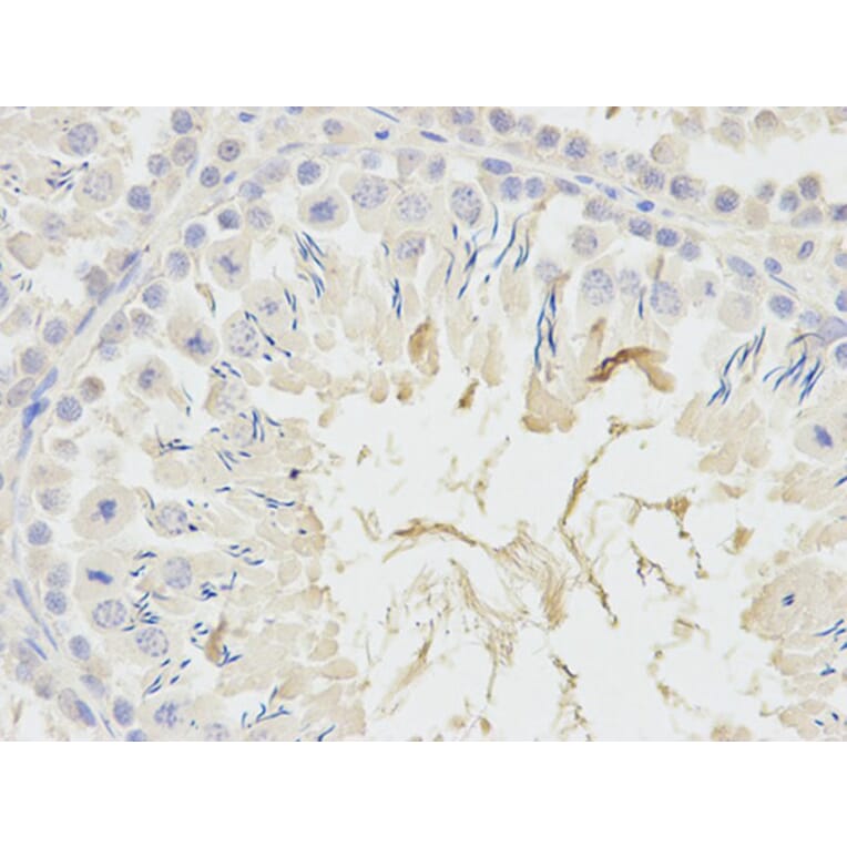 Immunohistochemistry - ADH5 Antibody from Signalway Antibody (32568) - Antibodies.com