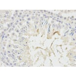 Immunohistochemistry - ADH5 Antibody from Signalway Antibody (32568) - Antibodies.com